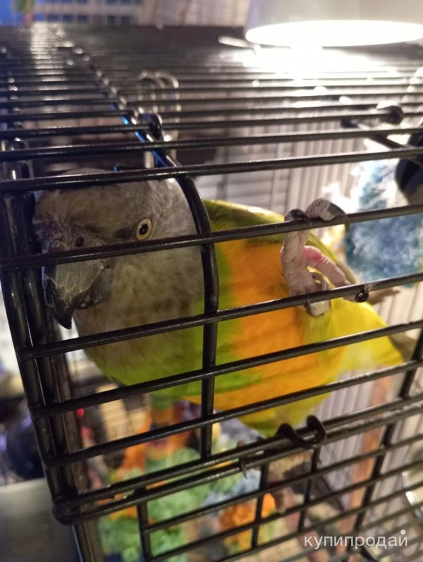 Фото Сенегальский длиннокрылый попугай Райхенова.