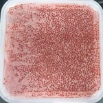 Фото №4 Икра кеты оптом 2024