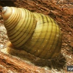Фото №4 Улитка зеленая торпеда (Cipangopaludina leucythoides)