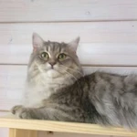 Фото №2 Передержка кошек