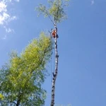 Фото №4 Удаление деревьев