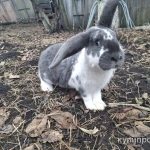 Фото №2 продам кролик мальчик порода "Строкач" на племя