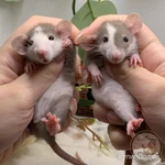 Фото №6 Крысята Дамбо. Декоративная крыса