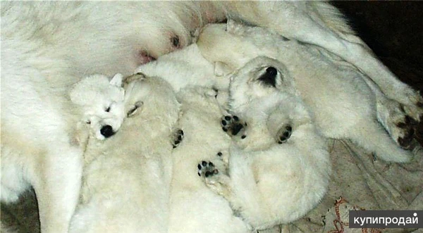 Фото Белые снежки