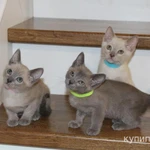 Тонкинские котята