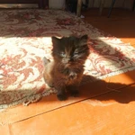 Фото №4 Отдам в хорошие руки