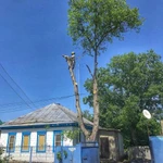 Фото №21 Спил деревьев