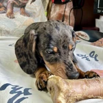 Фото №8 Стандартный кобель таксы