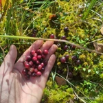 Фото №4 Клюква свежая ручной сбор 2024