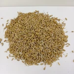 фото Ямень/Barley