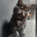 Фото №7 Мейн-кун