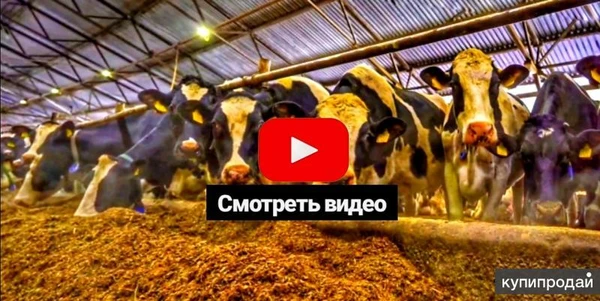 Фото Продажа племенных нетелей молочной породы КРС живым весом оптом по России и СНГ