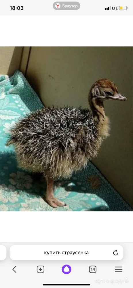 Фото Страусёнок