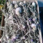 Фото №2 Чертополох новый Урожай. Цена за 1 кг. .