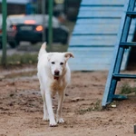 Фото №7 Луночка ищет дом