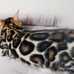 Фото №3 Элитные бенгальские котята из питомника Leopardetta