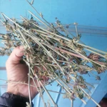 Фото №3 Цикорий веточки. Цена за 100 грамм.