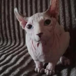 Фото №2 Эльф канадский сфинкс