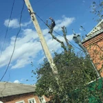 Фото №4 Спил деревьев любой сложности 