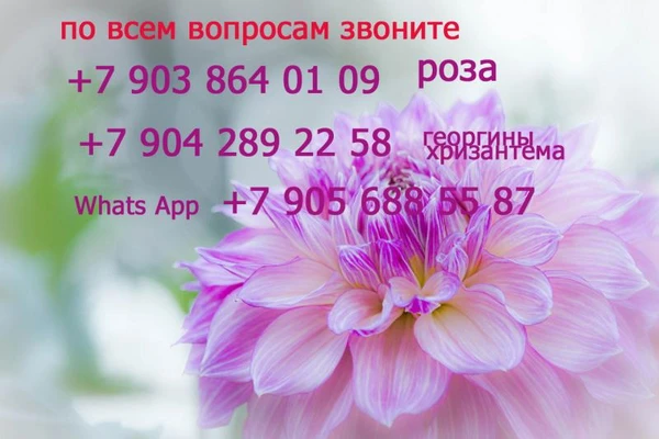 Фото САЖЕНЦЫ РОЗЫ , ГЕОРГИНОВ,  ХРИЗАНТЕМЫ