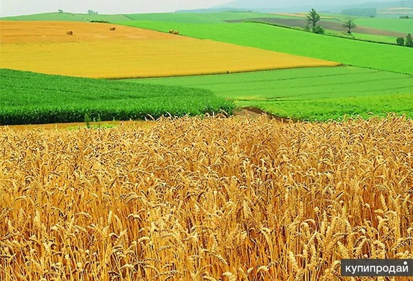 Фото Земельный юрист