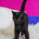 Фото №5 котенок в добрые руки