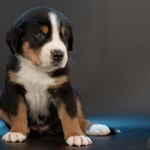 Фото №3 Большой Швейцарский Зенненхунд