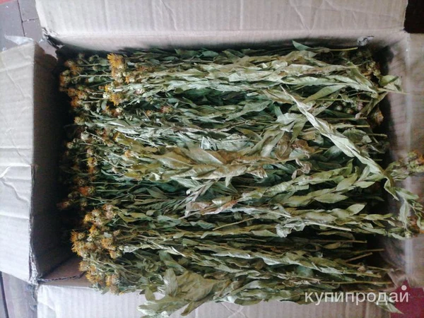 Фото Девясил иволистный. Цена за 100 грамм.