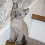 Тонкинские котята