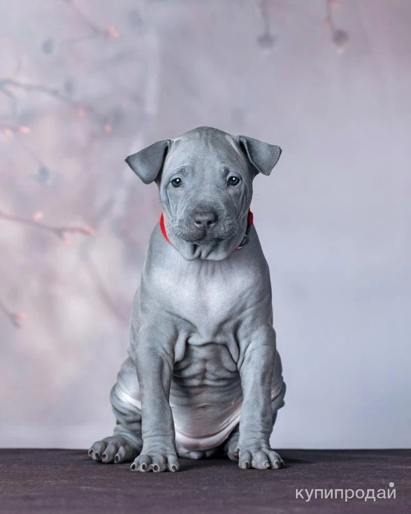 Фото ЩЕНКИ ТАЙСКИХ РИДЖБЕКОВ