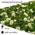 фото Клевер белый (кормового типа)