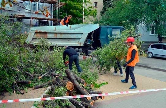Фото Спил деревьев, обрезка, автовышка