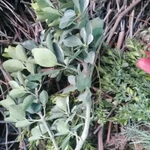 Фото №2 Самшит вечно зелёный. Цена за веточку.