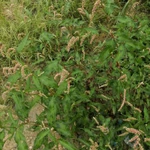 Фото №2 Перец болотный. Цена за 100 грамм.