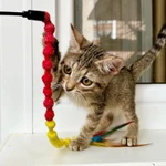 Фото №4 Маленькая котёнка Тина в добрые руки