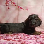 Фото №2 Щенки таксы стандартной жесткошерстной.