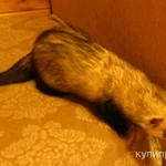 Фото №4 Отдам хорька