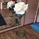 Фото №3 Ростовые цветы
