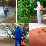 Фото №6 Дезинфекция от насекомых и грызунов