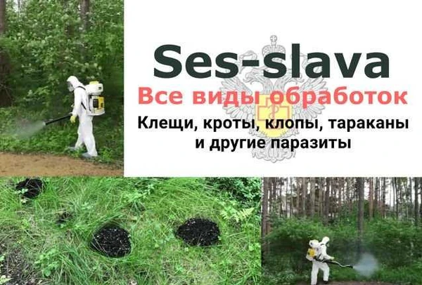 Фото Уничтожение насекомых клопов, тараканов, клещей