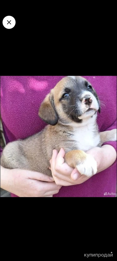 Фото Малыш в поисках семьи