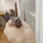 Фото №10 Сатиновые мышки