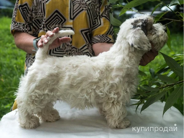 Фото Щенки силихем - терьера