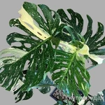 фото Monstera Thai Constellation #1