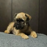 Фото №4 Щенки брюссельского гриффона