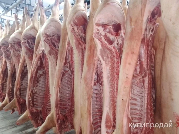Фото Полутуши свиные 1/2кат (паленка)