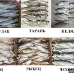 фото Рыба вяленая, рыба сушеная, сушёные морепродукты, мясо, орехи, весовые снеки, за