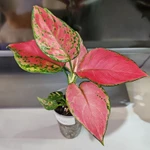 Фото №2 Аглаонема