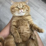 Фото №3 Вязка котиков