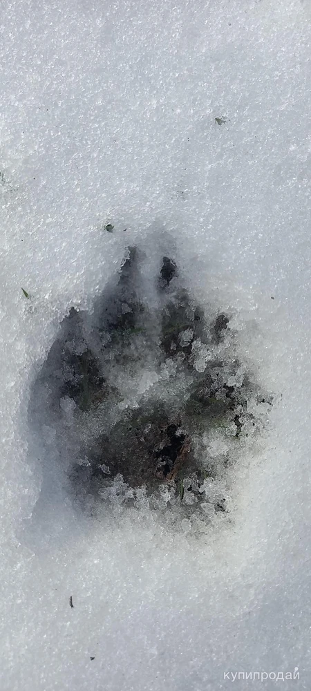 Фото Выгуливать собак